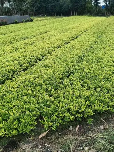 茂名沙漠绿化工程