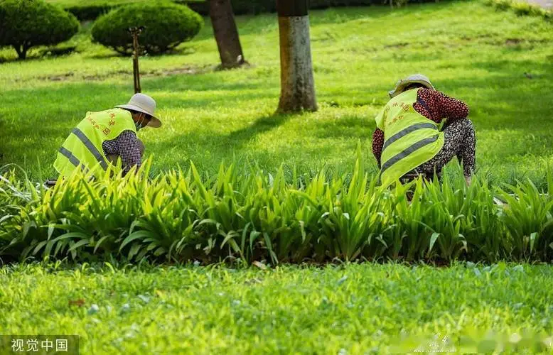 太原城市绿化植物学名